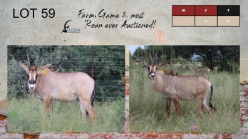 2X ROAN COWS 12-14" UZZI'A GAME & FARM (Pay per Animal)