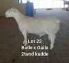 LOT 22 1 X RAM LARRY SNYDERS WIT DORPERS - T3