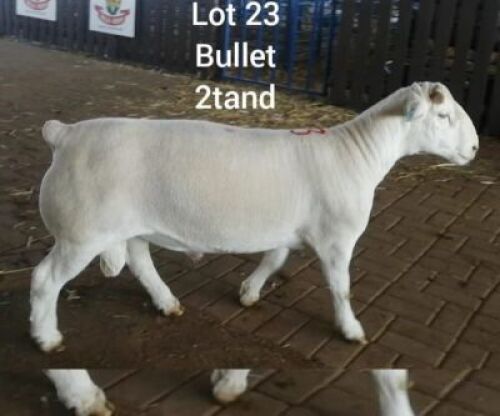 LOT 23 X RAM LARRY SNYDERS WIT DORPERS - T3