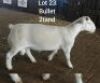 LOT 23 X RAM LARRY SNYDERS WIT DORPERS - T3