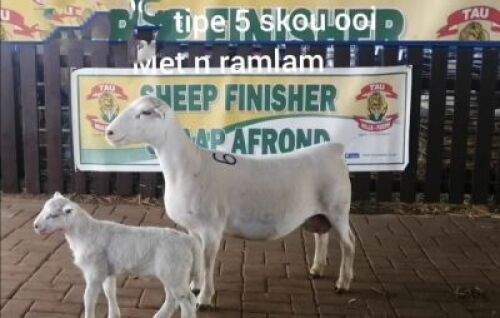 LOT 61 1 X OOI LARRY SNYDERS WIT DORPERS - T5 