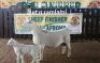 LOT 61 1 X OOI LARRY SNYDERS WIT DORPERS - T5