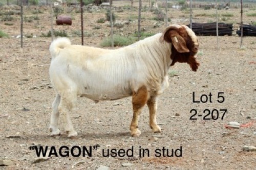 1X BOER GOAT STUD BUCK Sakkie Nell