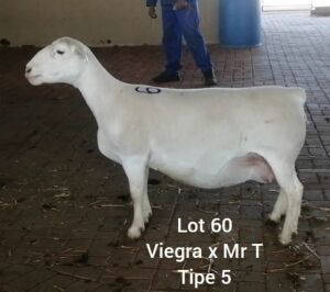 LOT 60 1 X OOI LARRY SNYDERS WIT DORPERS - T5 DRAGTIG