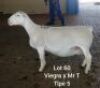 LOT 60 1 X OOI LARRY SNYDERS WIT DORPERS - T5 DRAGTIG