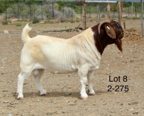 1X BOER GOAT STUD BUCK Sakkie Nell