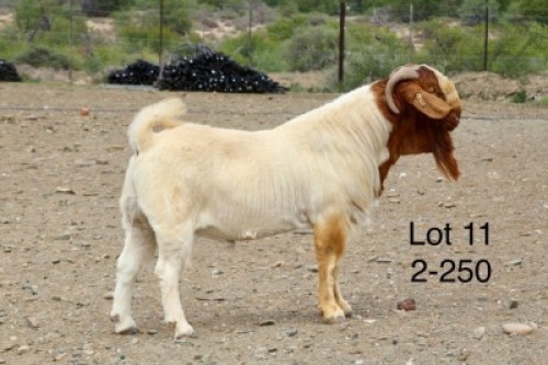1X BOER GOAT STUD BUCK Sakkie Nell