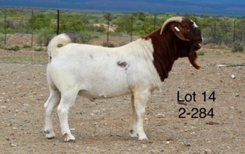 1X BOER GOAT STUD BUCK Sakkie Nell
