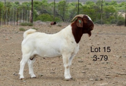 1X BOER GOAT FLOCK BUCK Sakkie Nell