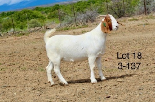 1X BOER GOAT PREGNANT STUD DOE Sakkie Nell