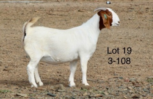 1X BOER GOAT PREGNANT STUD DOE Sakkie Nell