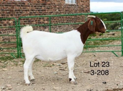 1X BOER GOAT PREGNANT STUD DOE Sakkie Nell