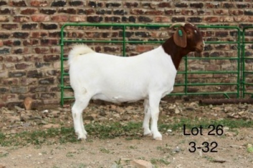 1X BOER GOAT PREGNANT STUD DOE Sakkie Nell