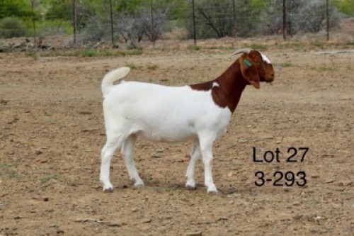 1X BOER GOAT PREGNANT FLOCK DOE Sakkie Nell