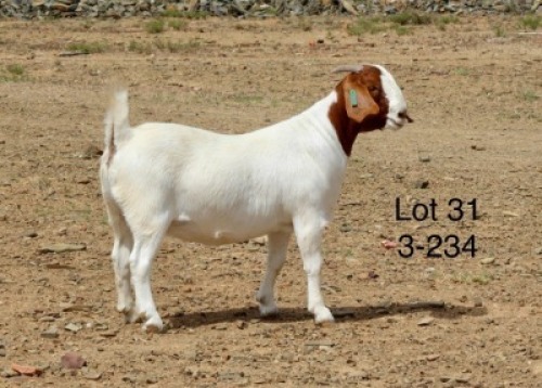 1X BOER GOAT PREGNANT FLOCK DOE Sakkie Nell