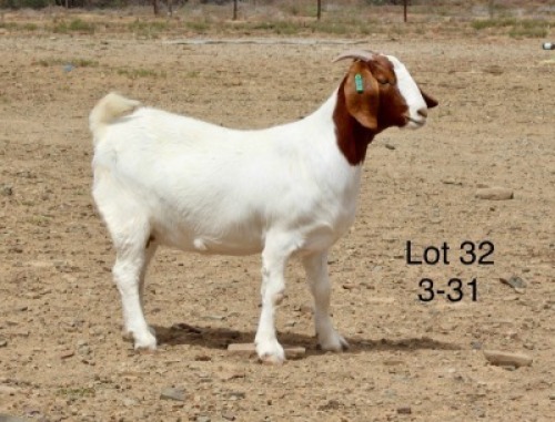 1X BOER GOAT PREGNANT STUD DOE Sakkie Nell