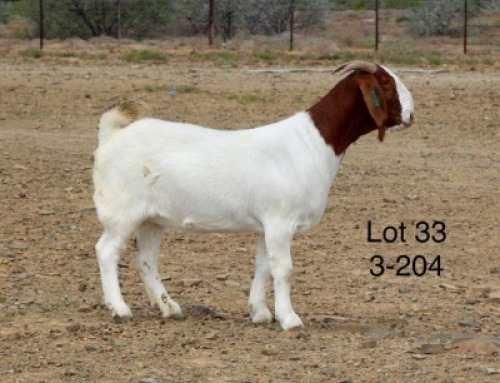 1X BOER GOAT PREGNANT STUD DOE Sakkie Nell