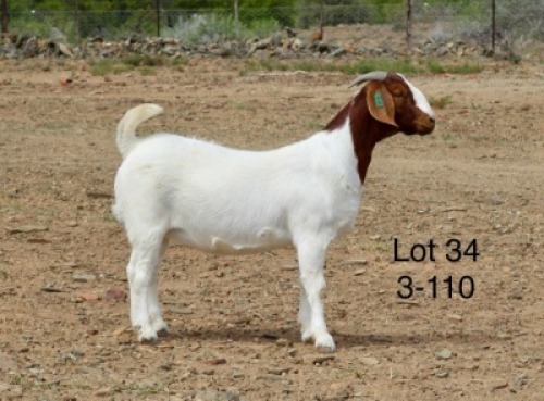 1X BOER GOAT PREGNANT STUD DOE Sakkie Nell