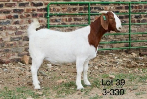 1X BOER GOAT PREGNANT FLOCK DOE Sakkie Nell