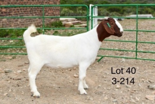 1X BOER GOAT PREGNANT STUD DOE Sakkie Nell