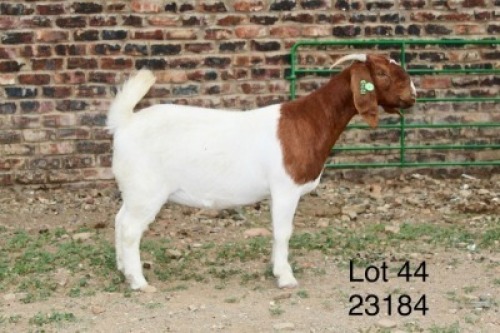 1X BOER GOAT FLOCK DOE Sakkie Nell
