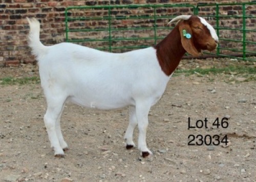 1X BOER GOAT PREGNANT STUD DOE Sakkie Nell