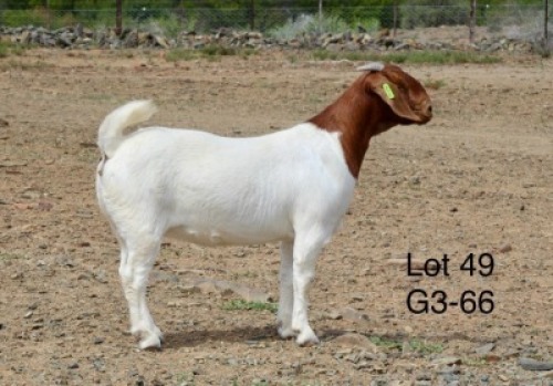 1X BOER GOAT STUD DOE Sakkie Nell