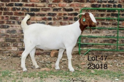 1X BOER GOAT PREGNANT STUD DOE Sakkie Nell