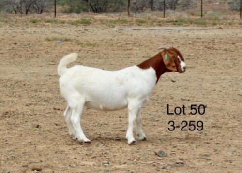 1X BOER GOAT PREGNANT FLOCK DOE Sakkie Nell