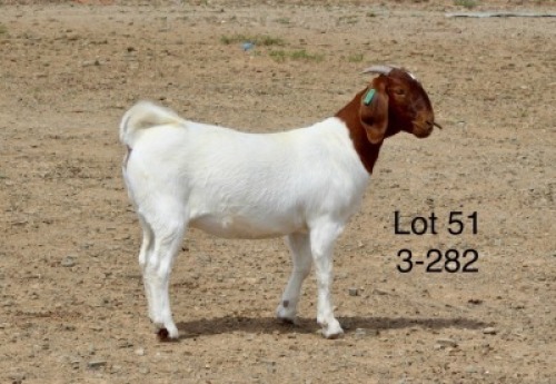 1X BOER GOAT PREGNANT STUD DOE Sakkie Nell