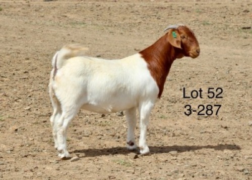 1X BOER GOAT PREGNANT STUD DOE Sakkie Nell
