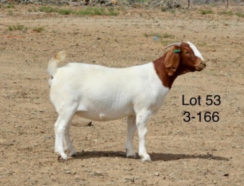 1X BOER GOAT PREGNANT STUD DOE Sakkie Nell
