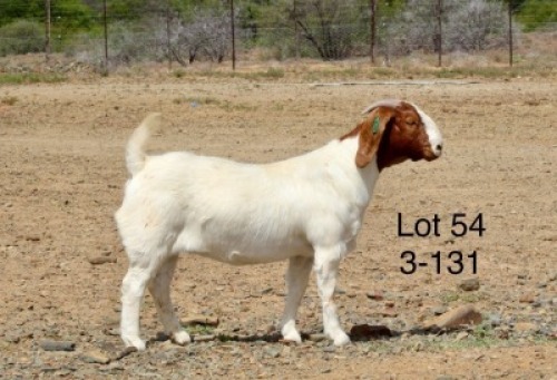 1X BOER GOAT PREGNANT FLOCK DOE Sakkie Nell