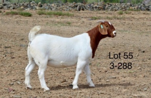 1X BOER GOAT PREGNANT STUD DOE Sakkie Nell