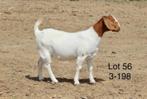1X BOER GOAT PREGNANT STUD DOE Sakkie Nell