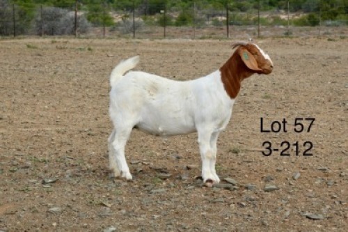 1X BOER GOAT PREGNANT STUD DOE Sakkie Nell