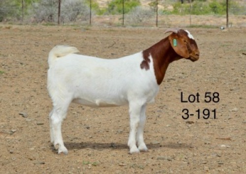 1X BOER GOAT PREGNANT STUD DOE Sakkie Nell