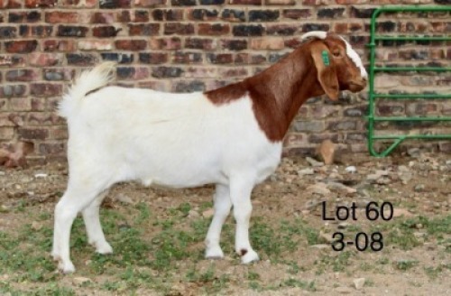 1X BOER GOAT FLOCK DOE Sakkie Nell