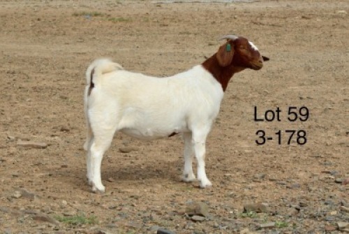 1X BOER GOAT PREGNANT FLOCK DOE Sakkie Nell