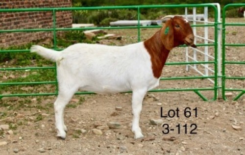 1X BOER GOAT PREGNANT STUD DOE Sakkie Nell