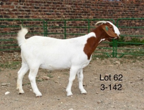 1X BOER GOAT PREGNANT STUD DOE Sakkie Nell