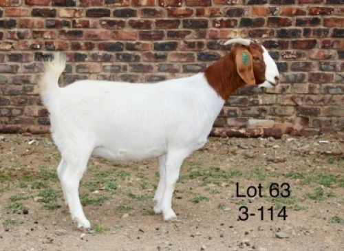 1X BOER GOAT PREGNANT STUD DOE Sakkie Nell