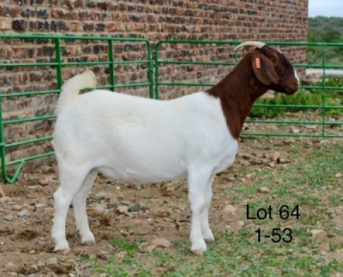 1X BOER GOAT STUD DOE Sakkie Nell