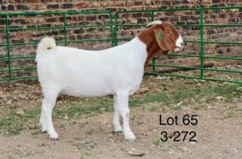 1X BOER GOAT PREGNANT FLOCK DOE Sakkie Nell