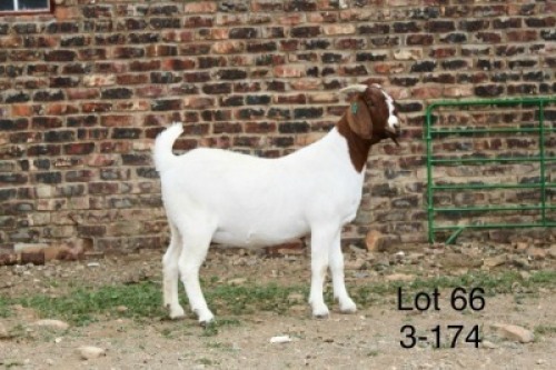 1X BOER GOAT PREGNANT FLOCK DOE Sakkie Nell