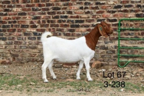 1X BOER GOAT PREGNANT STUD DOE Sakkie Nell