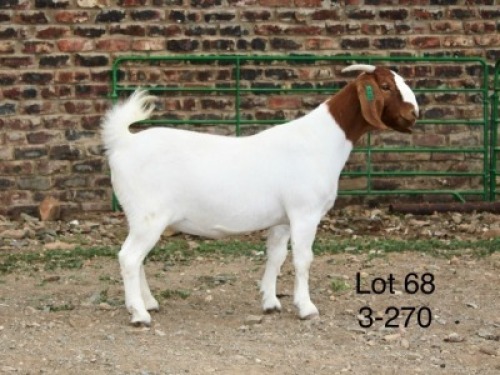 1X BOER GOAT STUD DOE Sakkie Nell