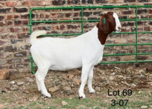 1X BOER GOAT PREGNANT FLOCK DOE Sakkie Nell