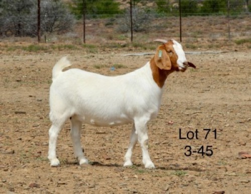 1X BOER GOAT PREGNANT FLOCK DOE Sakkie Nell