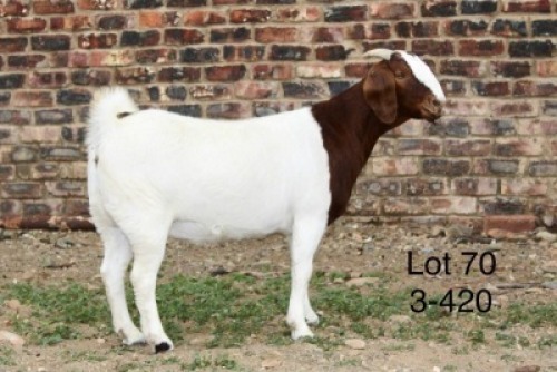 1X BOER GOAT PREGNANT FLOCK DOE Sakkie Nell